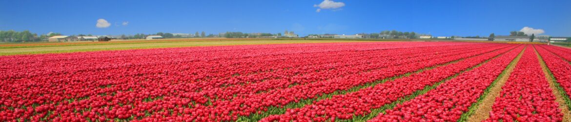 cropped-tulips-field-g0264700f7_1920.jpg